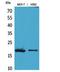 Histone H3 antibody, STJ96799, St John