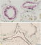 Actin Alpha 2, Smooth Muscle antibody, STJ70581, St John