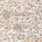 Toll Interacting Protein antibody, A2202, ABclonal Technology, Immunohistochemistry paraffin image 