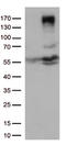 Erb-B2 Receptor Tyrosine Kinase 4 antibody, LS-C790456, Lifespan Biosciences, Western Blot image 