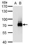 Tripartite Motif Containing 32 antibody, LS-B10897, Lifespan Biosciences, Western Blot image 