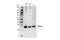 Sigma Non-Opioid Intracellular Receptor 1 antibody, 61994S, Cell Signaling Technology, Western Blot image 