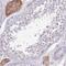 Serine Incorporator 3 antibody, NBP2-13296, Novus Biologicals, Immunohistochemistry frozen image 