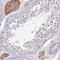 Serine incorporator 3 antibody, NBP2-13296, Novus Biologicals, Immunohistochemistry frozen image 