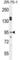 Endoplasmic Reticulum Metallopeptidase 1 antibody, abx025912, Abbexa, Western Blot image 