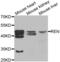 Renin antibody, abx001335, Abbexa, Western Blot image 