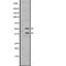 Interleukin 27 antibody, abx147536, Abbexa, Western Blot image 