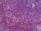 CASP8 And FADD Like Apoptosis Regulator antibody, 70-016, ProSci, Immunohistochemistry paraffin image 