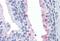 Rhotekin antibody, MBS245704, MyBioSource, Immunohistochemistry paraffin image 
