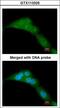 WW Domain Containing Oxidoreductase antibody, LS-B8928, Lifespan Biosciences, Immunofluorescence image 