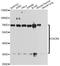 C-X-C Motif Chemokine Receptor 4 antibody, A1303, ABclonal Technology, Western Blot image 