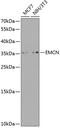 Endomucin antibody, 23-622, ProSci, Western Blot image 