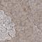 Synaptosome Associated Protein 47 antibody, HPA028167, Atlas Antibodies, Immunohistochemistry frozen image 