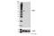 TNF Receptor Associated Factor 5 antibody, 41658S, Cell Signaling Technology, Western Blot image 