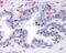 Peroxisome Proliferator Activated Receptor Gamma antibody, 48-625, ProSci, Immunohistochemistry frozen image 