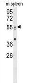 Paired Box 7 antibody, LS-B9285, Lifespan Biosciences, Western Blot image 