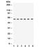 T-Complex 1 antibody, R31992, NSJ Bioreagents, Western Blot image 