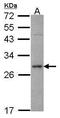 Syntaxin 1A antibody, PA5-29765, Invitrogen Antibodies, Western Blot image 