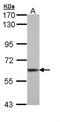 Thioredoxin Reductase 1 antibody, NBP1-33210, Novus Biologicals, Western Blot image 