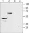 Inward rectifier potassium channel 16 antibody, PA5-77637, Invitrogen Antibodies, Western Blot image 