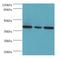 Eukaryotic Translation Initiation Factor 3 Subunit H antibody, LS-C375639, Lifespan Biosciences, Western Blot image 