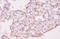 Growth Differentiation Factor 5 antibody, A52760-100, Epigentek, Immunohistochemistry paraffin image 
