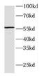 F-box only protein 5 antibody, FNab03047, FineTest, Western Blot image 