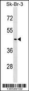 Neuronal Growth Regulator 1 antibody, 58-833, ProSci, Western Blot image 