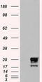 Neurogenin 1 antibody, LS-C784160, Lifespan Biosciences, Western Blot image 