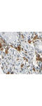 FA Complementation Group G antibody, A03129, Boster Biological Technology, Immunohistochemistry frozen image 