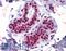 Apurinic/Apyrimidinic Endodeoxyribonuclease 1 antibody, LS-B3924, Lifespan Biosciences, Immunohistochemistry frozen image 