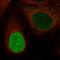 Nucleolar And Spindle Associated Protein 1 antibody, HPA074847, Atlas Antibodies, Immunofluorescence image 