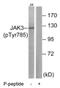 Janus Kinase 3 antibody, MBS000077, MyBioSource, Western Blot image 