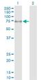 Myosin Light Chain Kinase 2 antibody, H00085366-D01P, Novus Biologicals, Western Blot image 