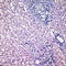 Glycogen Synthase Kinase 3 Beta antibody, ADI-905-679-100, Enzo Life Sciences, Immunohistochemistry frozen image 