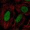 Dual Specificity Phosphatase 27, Atypical antibody, NBP2-55286, Novus Biologicals, Immunofluorescence image 