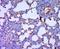 CCAAT Enhancer Binding Protein Gamma antibody, orb156335, Biorbyt, Immunohistochemistry paraffin image 