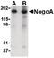 Reticulon 4 antibody, PA5-20366, Invitrogen Antibodies, Western Blot image 