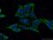 Gasdermin D antibody, 66387-1-Ig, Proteintech Group, Immunofluorescence image 