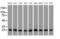 Caseinolytic Mitochondrial Matrix Peptidase Proteolytic Subunit antibody, MA5-25329, Invitrogen Antibodies, Western Blot image 