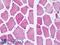 ATP synthase subunit O, mitochondrial antibody, LS-B9288, Lifespan Biosciences, Immunohistochemistry paraffin image 