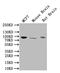 Neurotrophic Receptor Tyrosine Kinase 1 antibody, CSB-PA016133LA01HU, Cusabio, Western Blot image 