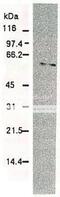 p21 antibody, 65-069, BioAcademia Inc, Western Blot image 