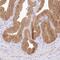 Arginyl Aminopeptidase antibody, NBP2-54975, Novus Biologicals, Immunohistochemistry paraffin image 