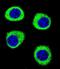 Integrator Complex Subunit 11 antibody, abx026130, Abbexa, Immunocytochemistry image 