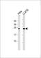 Dynactin Subunit 6 antibody, 59-380, ProSci, Western Blot image 