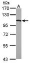 Dynamin-1 antibody, PA5-29128, Invitrogen Antibodies, Western Blot image 