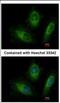 RAB20, Member RAS Oncogene Family antibody, NBP2-20039, Novus Biologicals, Immunofluorescence image 