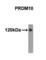 PR/SET Domain 10 antibody, abx025171, Abbexa, Western Blot image 