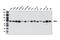 Protein Kinase C Delta antibody, 9616S, Cell Signaling Technology, Western Blot image 